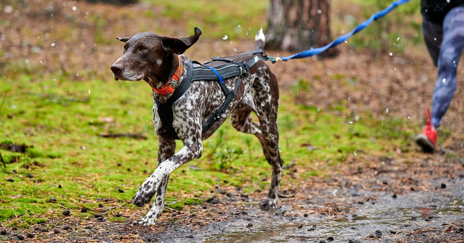 Tipos de arnés para perros